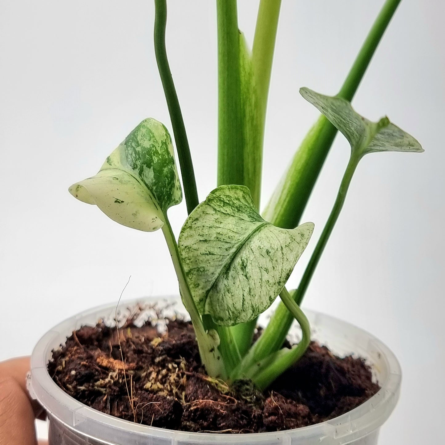 Monstera deliciosa Mint