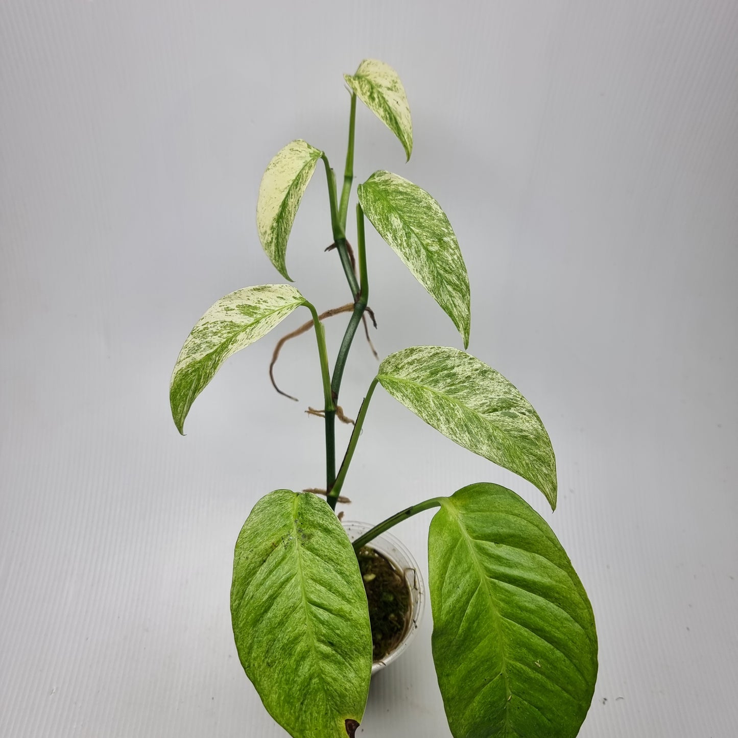 Monstera adansonii ssp laniata Mint variegated