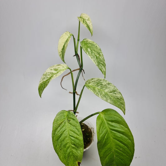 Monstera adansonii ssp laniata Mint variegated