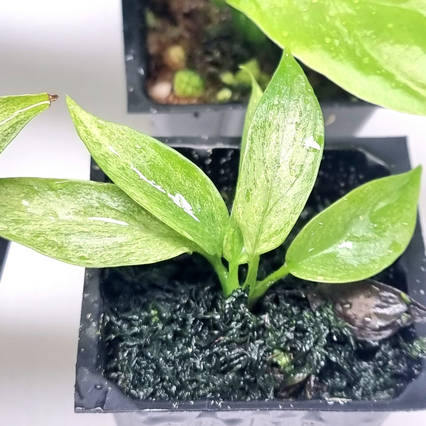 Rhaphidophora tetrasperma Mint