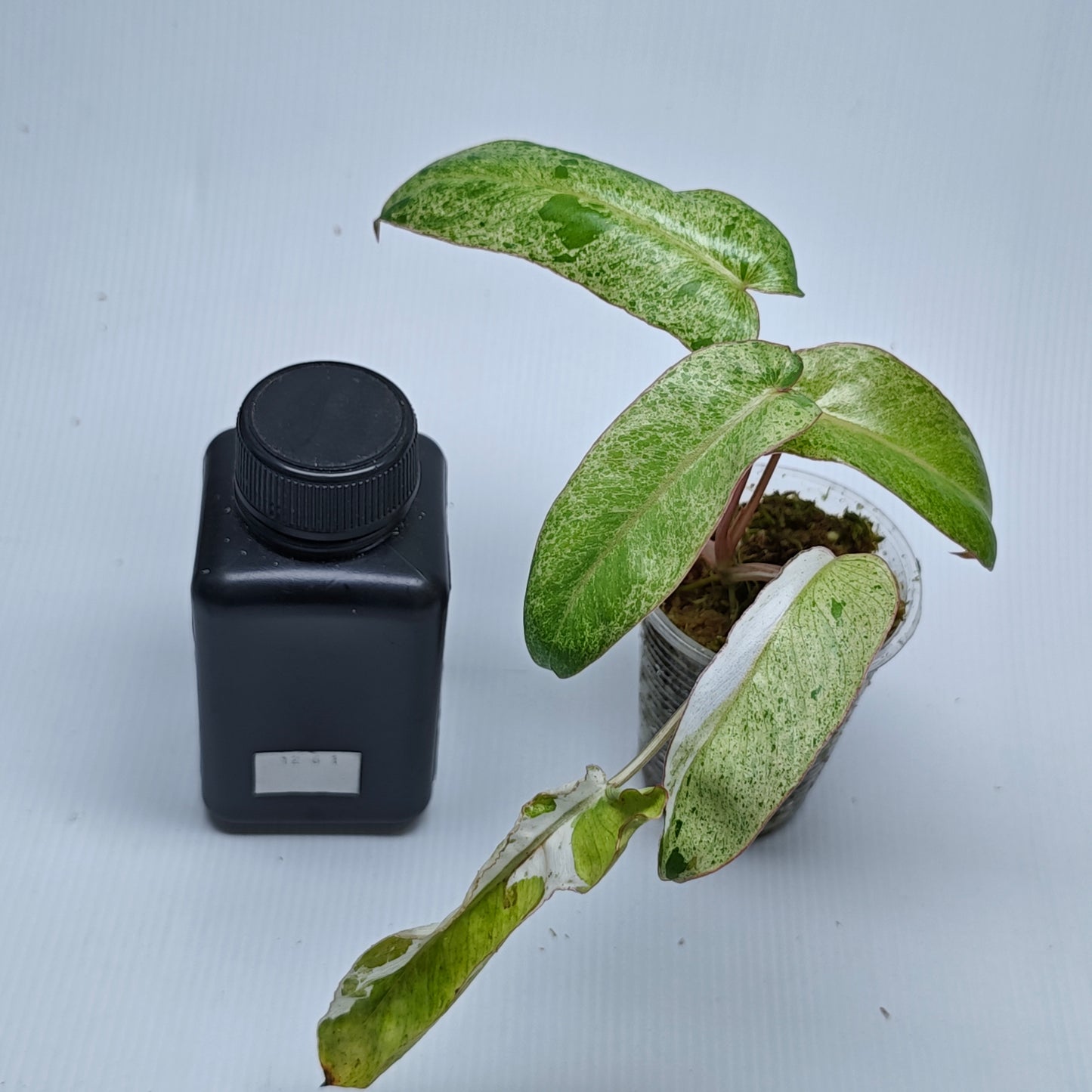 Philodendron Paraiso Verde Albo LOW Variegated