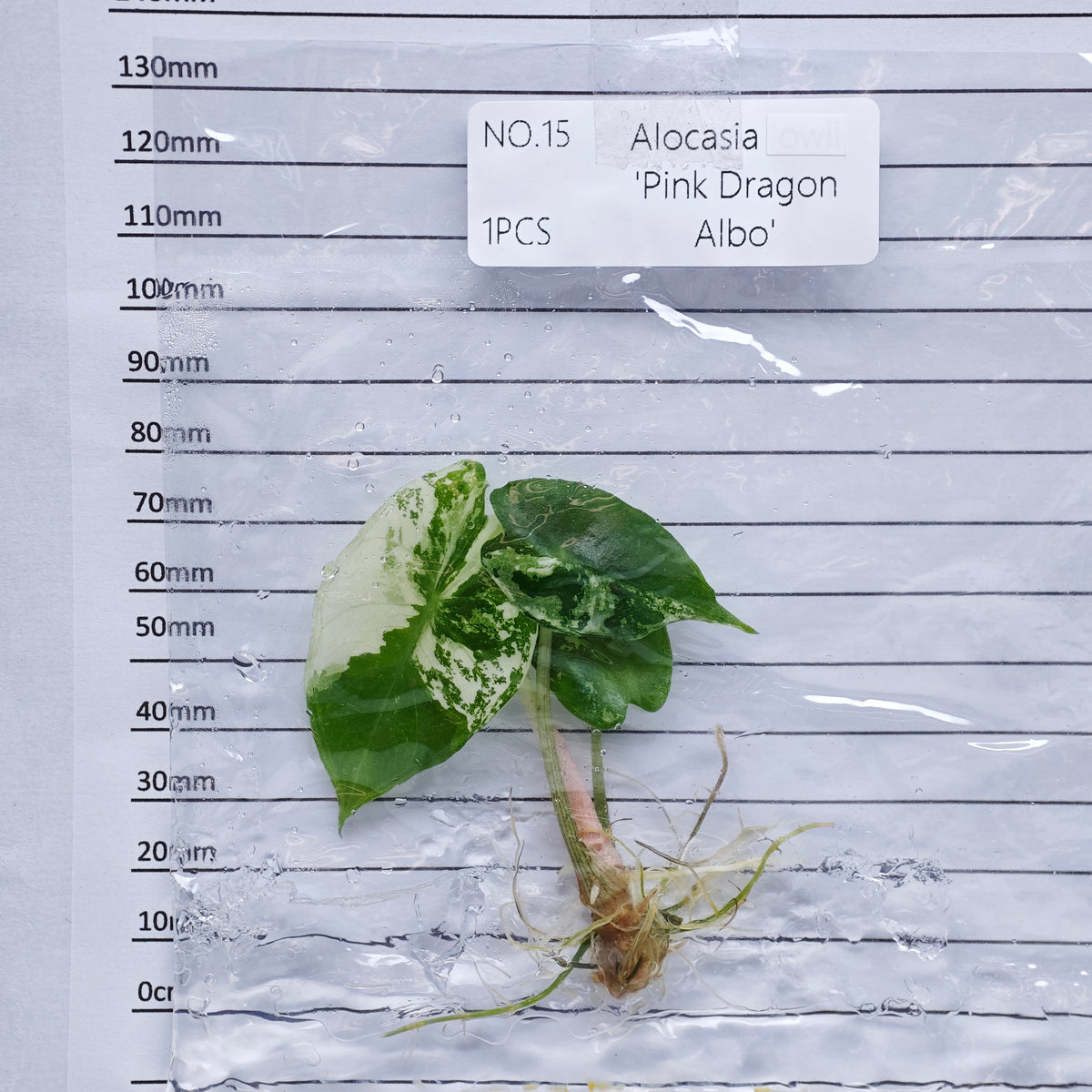 Alocasia Pink Dragon Albo/Pink Variegated (1plant/bag) - Tissue culture