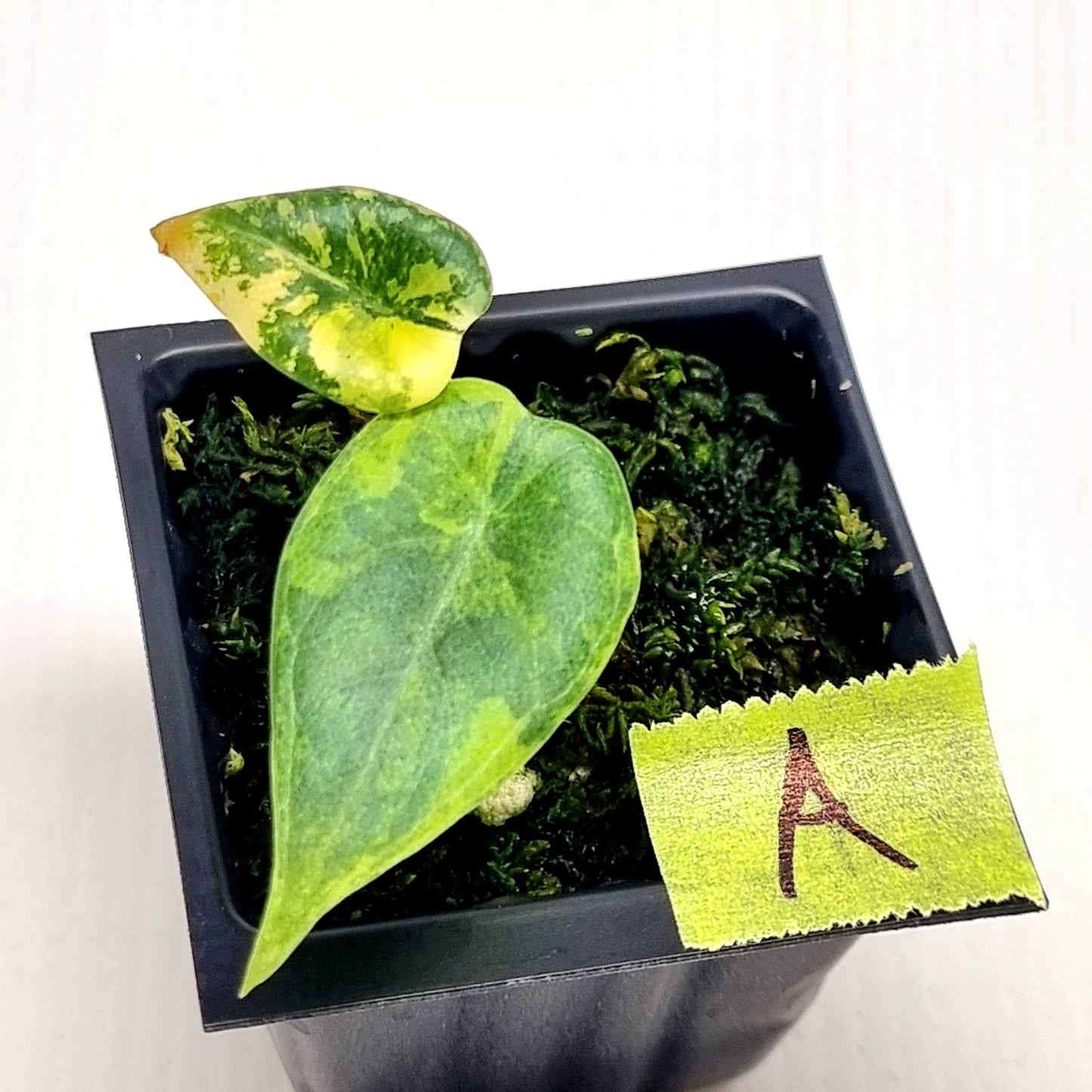Alocasia Maharani Golden Lime Variegated