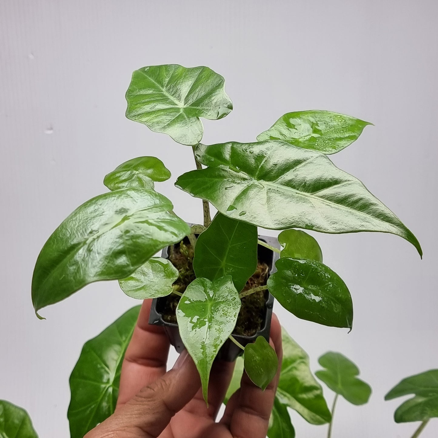 Alocasia portora Reverted