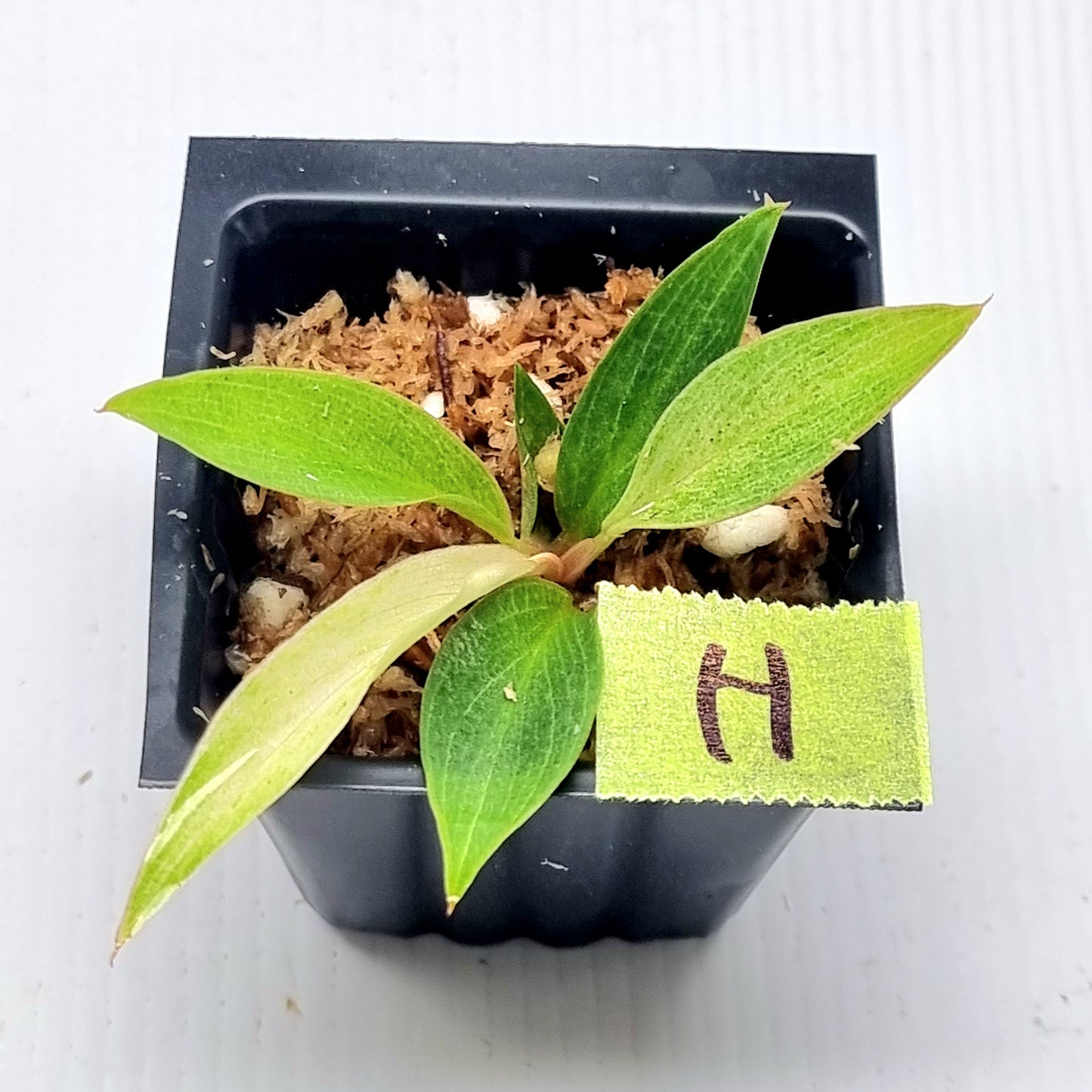 Philodendron Caramel Pink Mint / Strawberry Mint