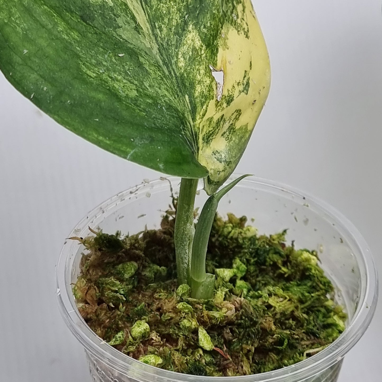 Scindapsus Jade Satin Aurea Variegated, Rooted Cutting