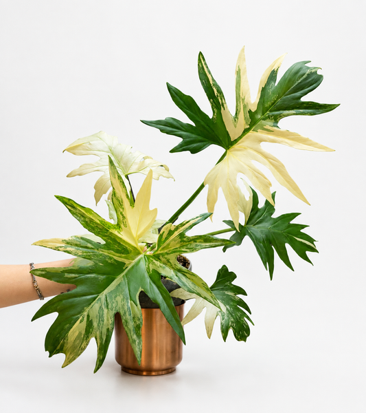Philodendron warscewiczii variegated (1plant/bag) - Tissue culture