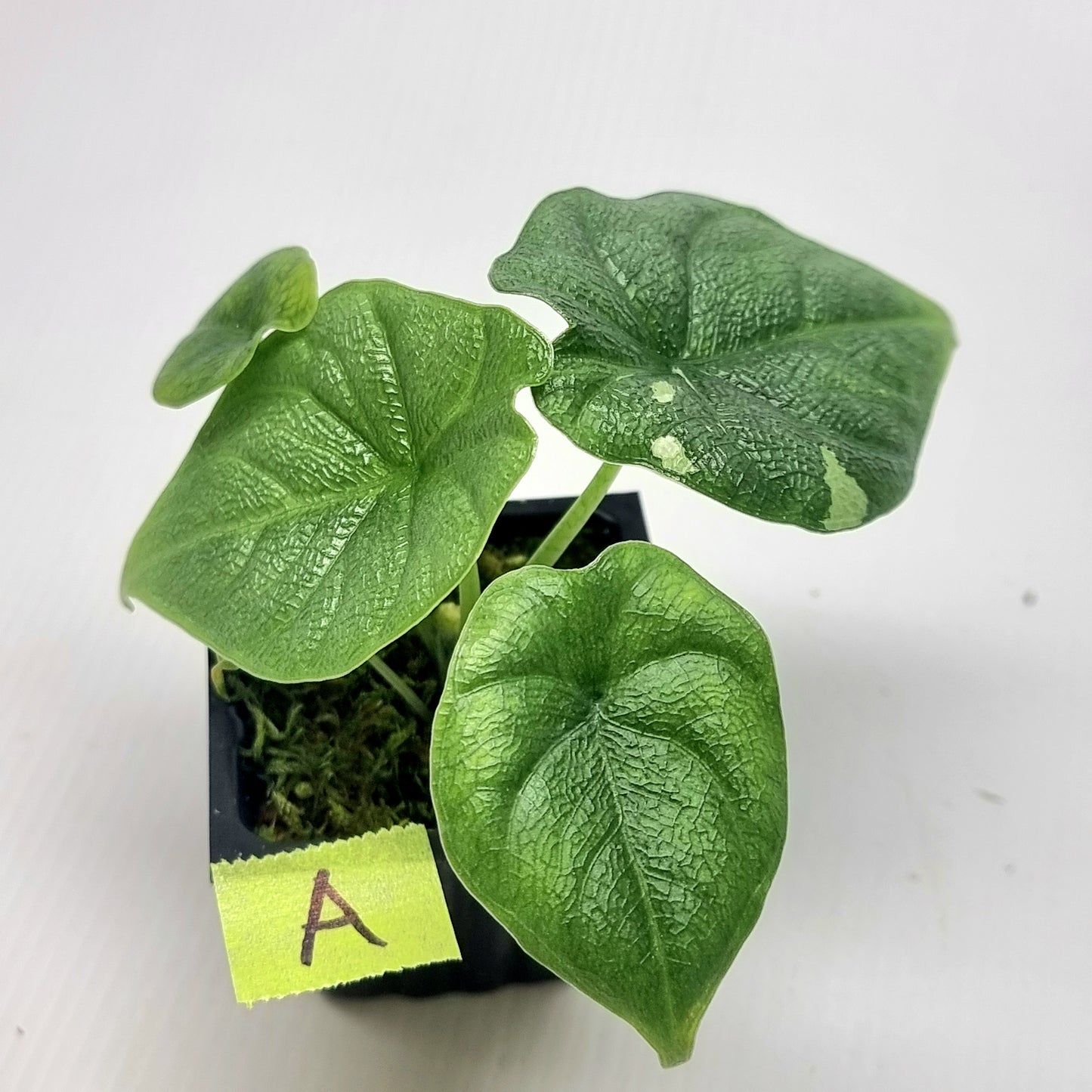 Alocasia melo Albo Low variegated