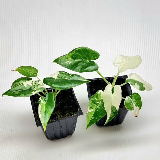 Alocasia Okinawa Silver