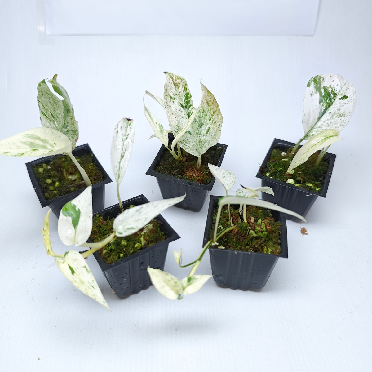 Epipremnum pinnatum Marble from cuttings