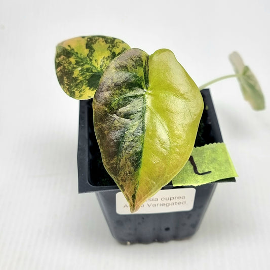 Alocasia Cuprea Latte (Aurea Variegated)