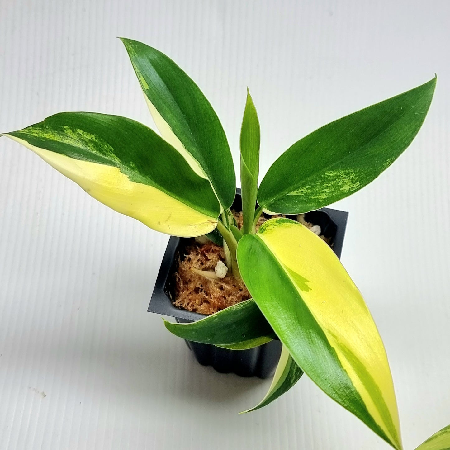 Philodendron Imperial Green Variegated