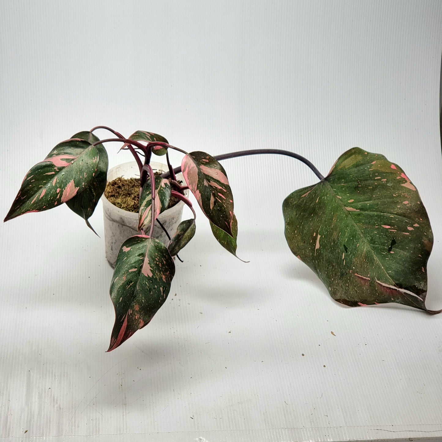 Philodendron pink princess