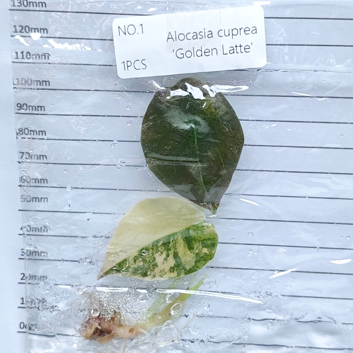 Alocasia cuprea Golden latte Variegated (1plant/bag) - Tissue culture