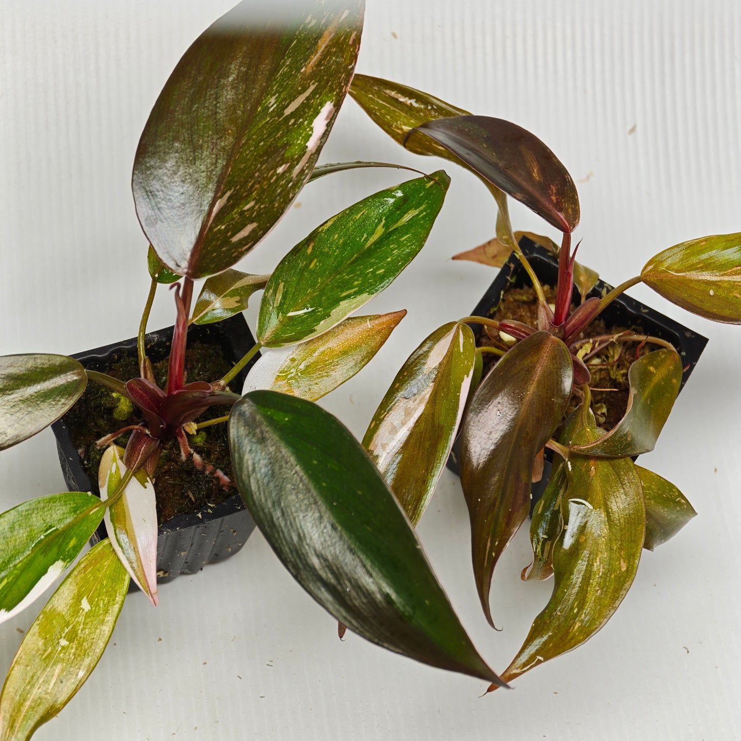 Philodendron Red Anderson (Low variegated)