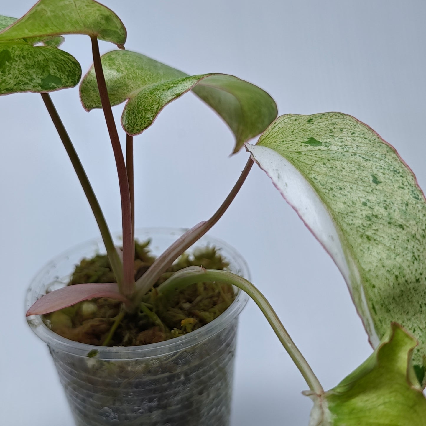 Philodendron Paraiso Verde Albo LOW Variegated