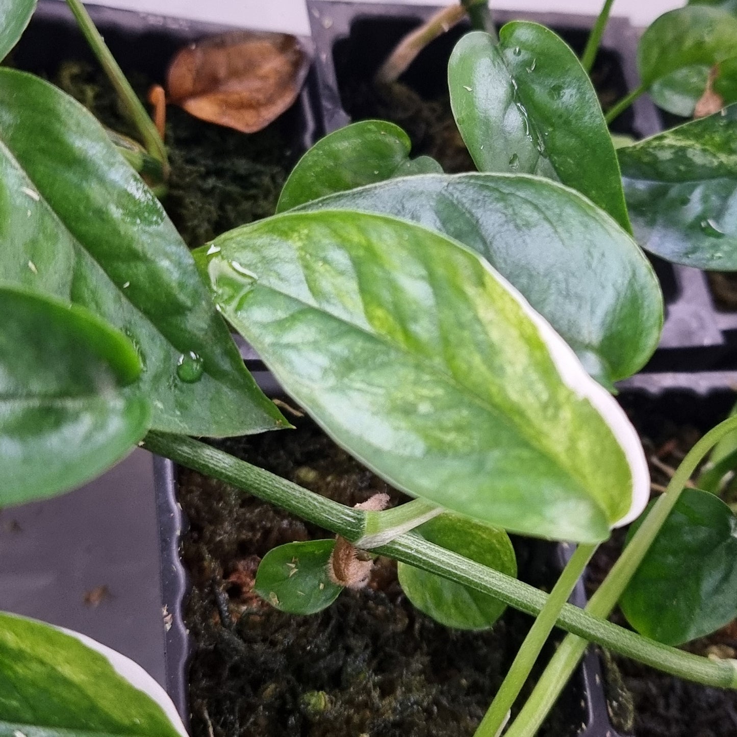 Low Variegated Epipremnum pinnatum Marble sp Bali Hanoman