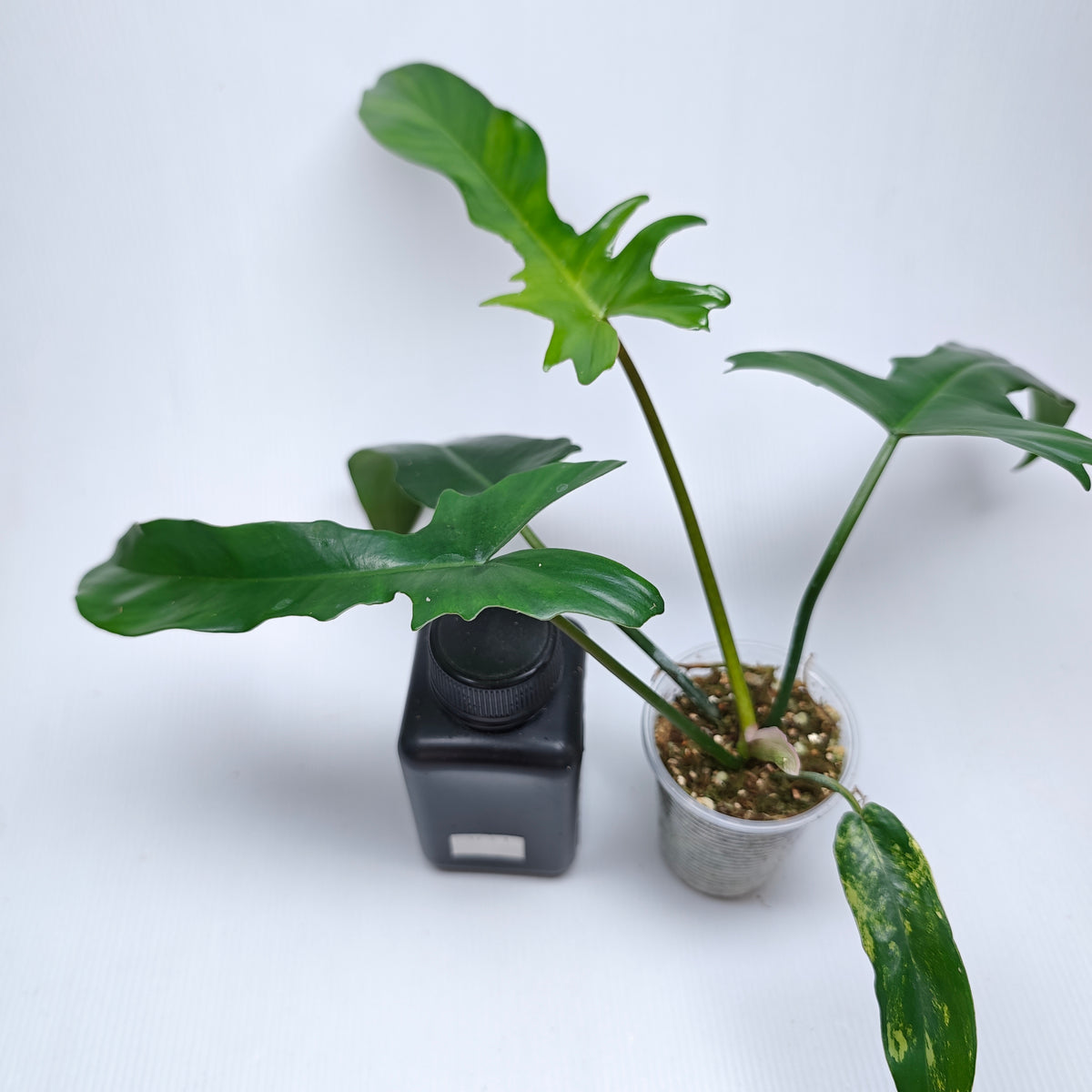 Philodendron Florida Beauty x P. mayoi Reverted