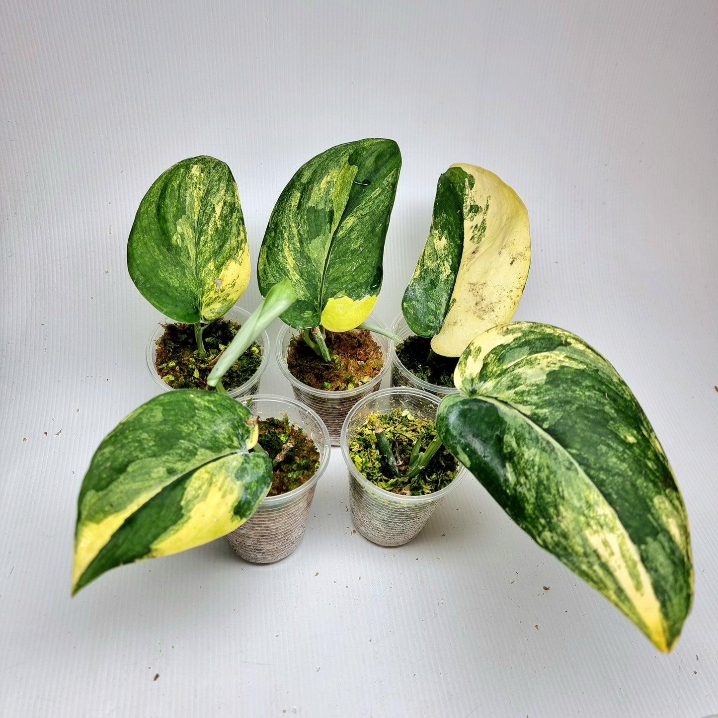 Scindapsus Jade Satin Aurea Variegated, Rooted Cutting