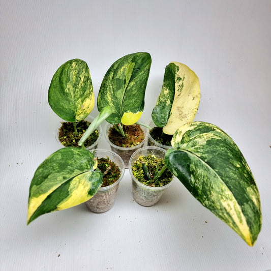 Scindapsus Jade Satin Aurea Variegated, Rooted Cutting