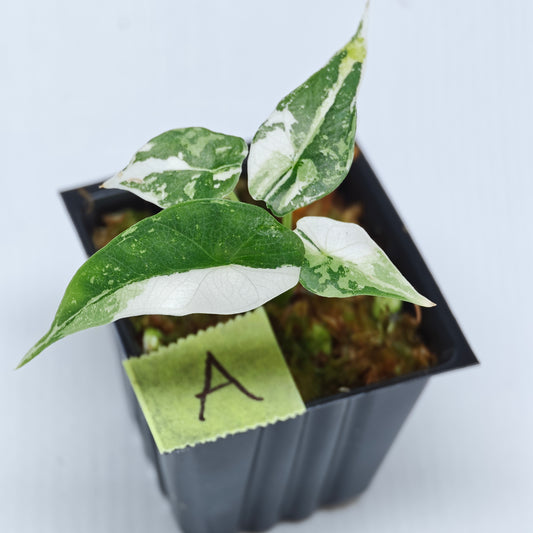 Alocasia Simpo Albo Variegated