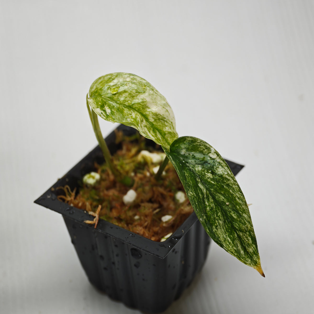 Epipremnum pinnatum Marble sp Bali Hanoman from cuttings