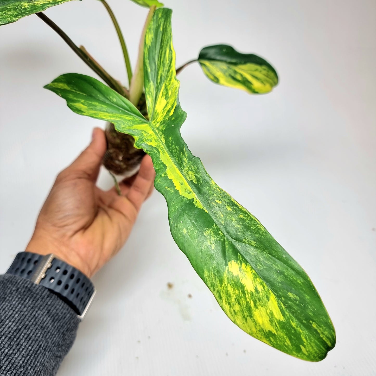 Philodendron Chaos (FBxMY narrow)