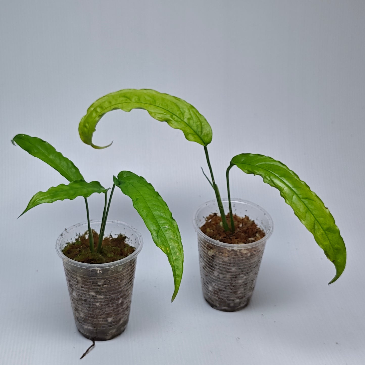 Monstera obliqua Tiwintza Narrow