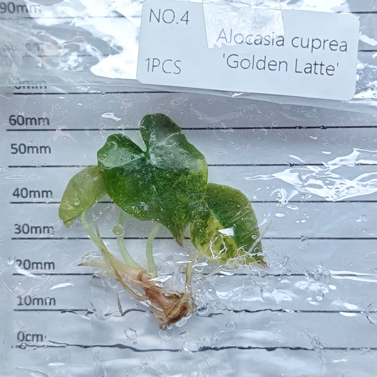 Alocasia cuprea Golden latte Variegated (1plant/bag) - Tissue culture