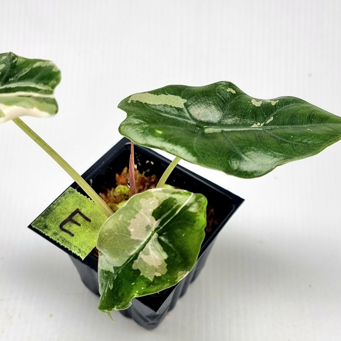 Alocasia Chantrieri Pink Variegated