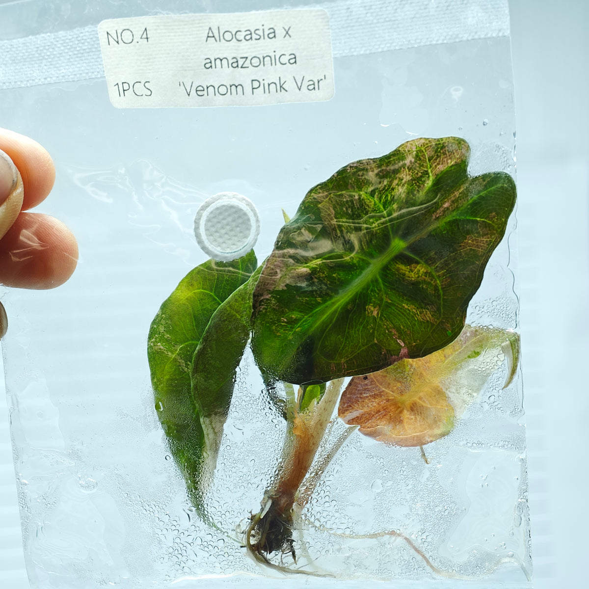 Alocasia Venom Pink Variegated (1plant/bag) - Tissue culture