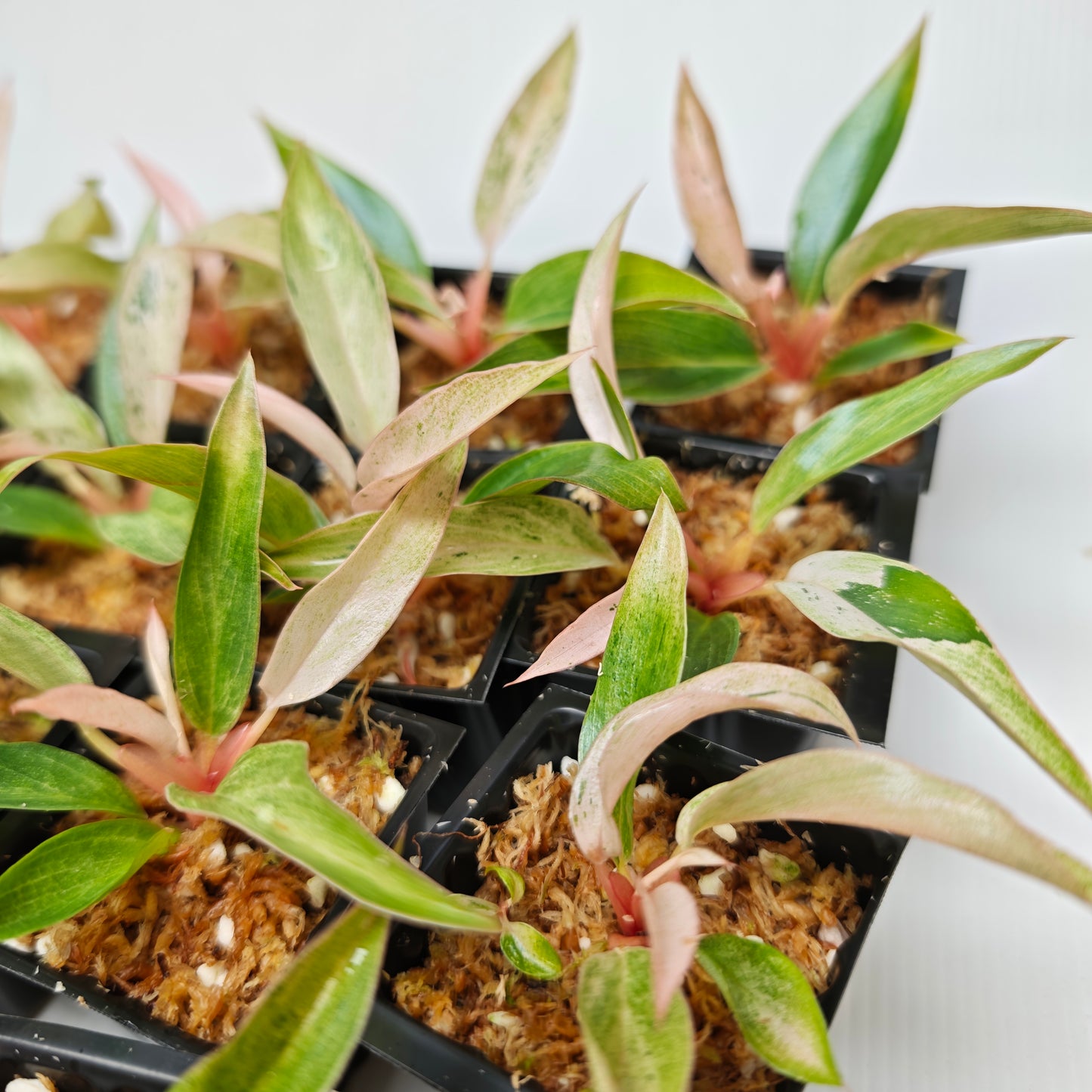 Philodendron Caramel Pink Mint / Strawberry Mint
