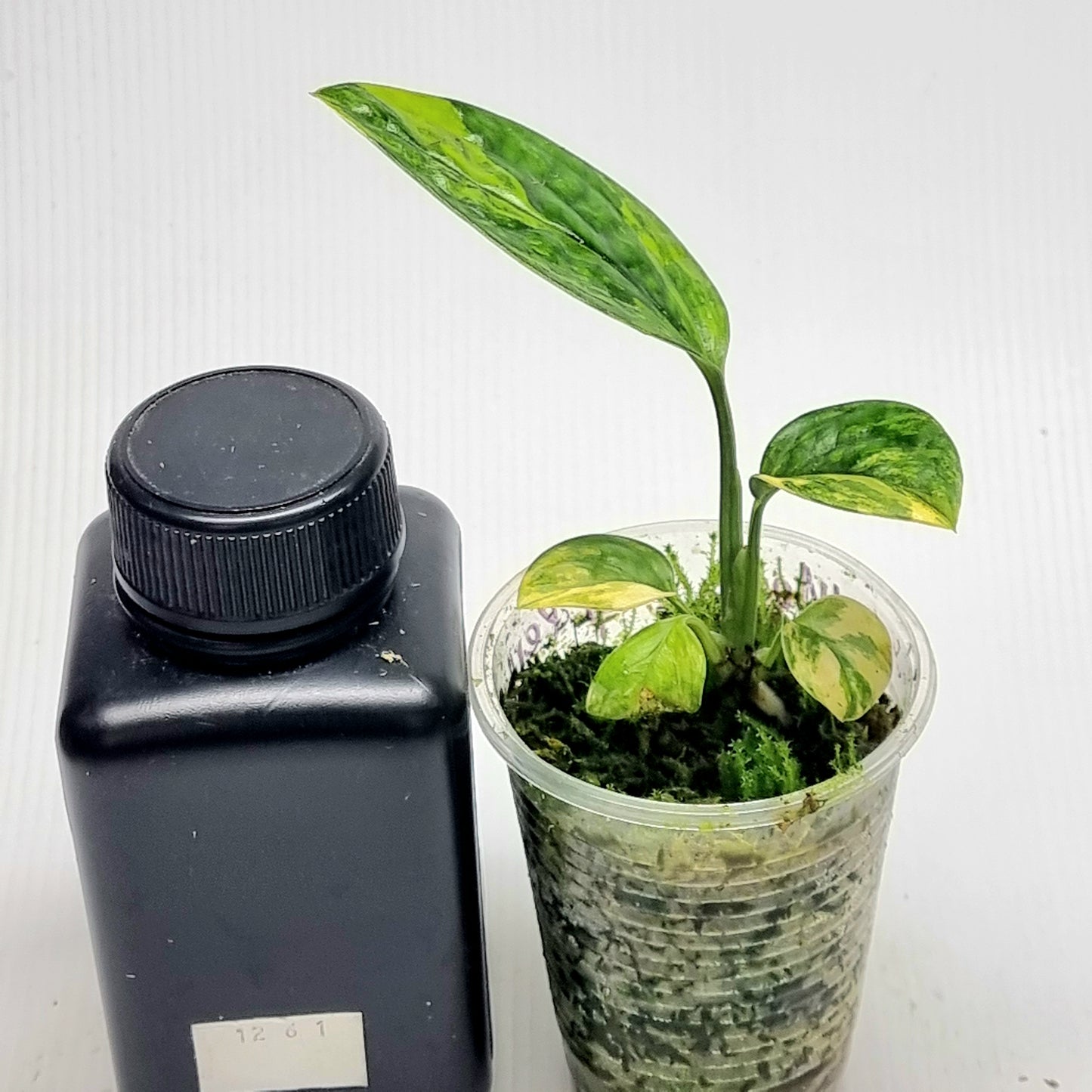 Monstera Peru variegated