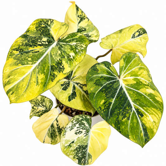 Philodendron gloriosum tricolour variegated PRE-ORDER - Tissue culture (1plant/bag)