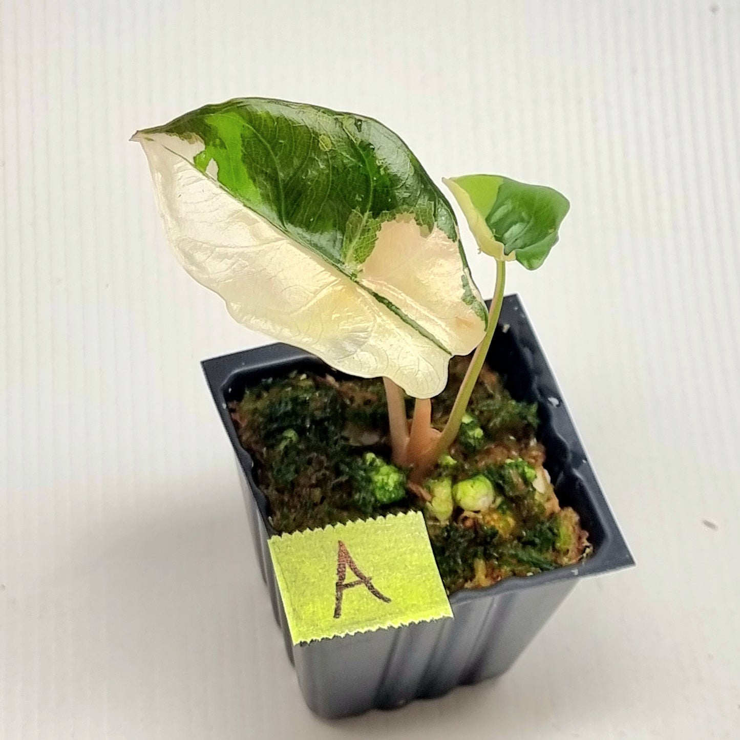 Alocasia Chantrieri Pink Variegated