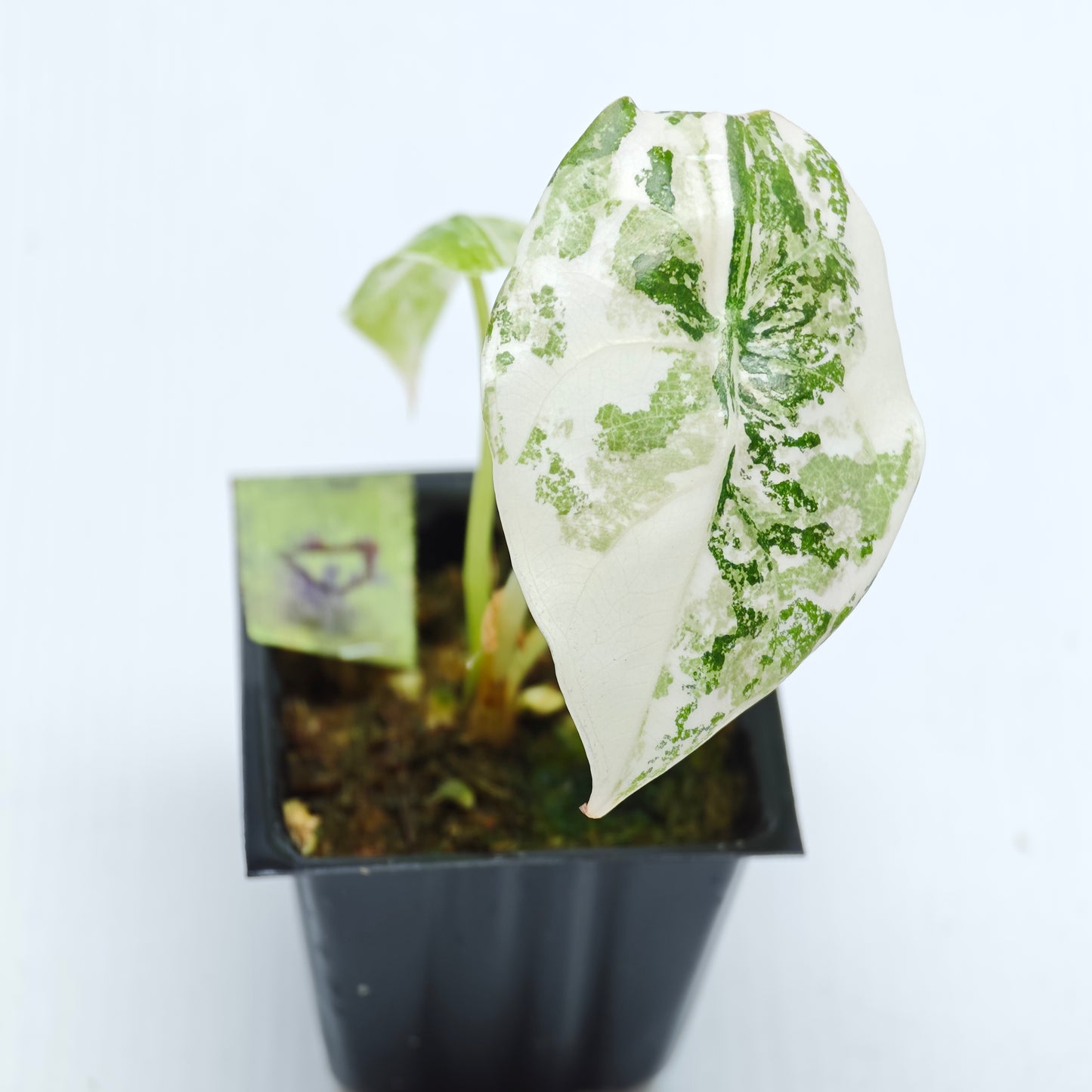 Alocasia sedenii Pink Variegated