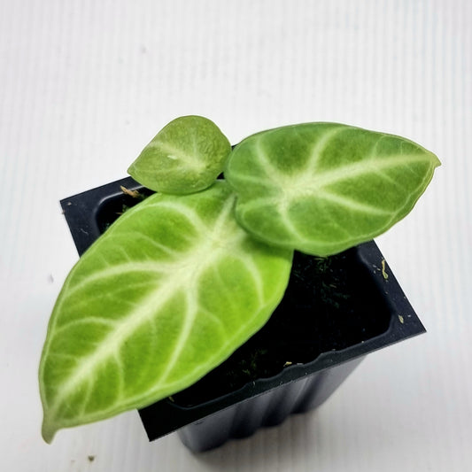 Alocasia Ninja Albo Variegated