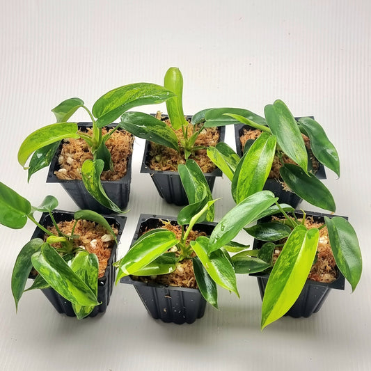 Philodendron Florida Beauty