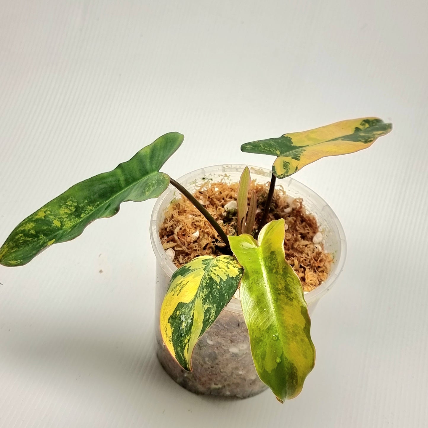 Philodendron Brown Beauty (FB x Black billie)