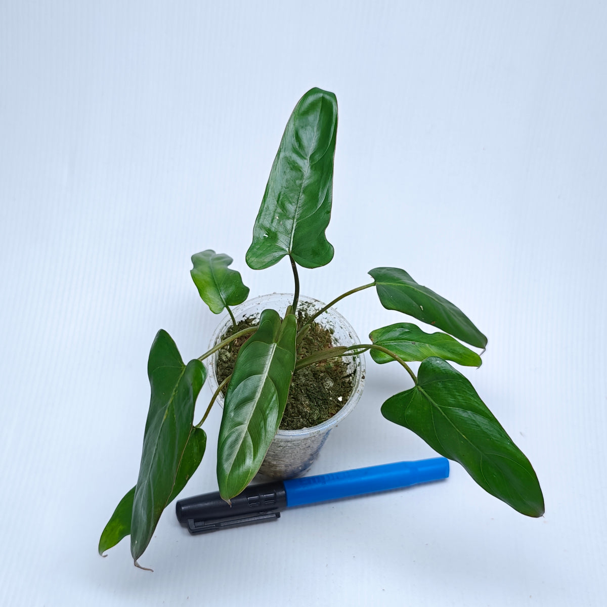 Philodendron pinnatilobum aff