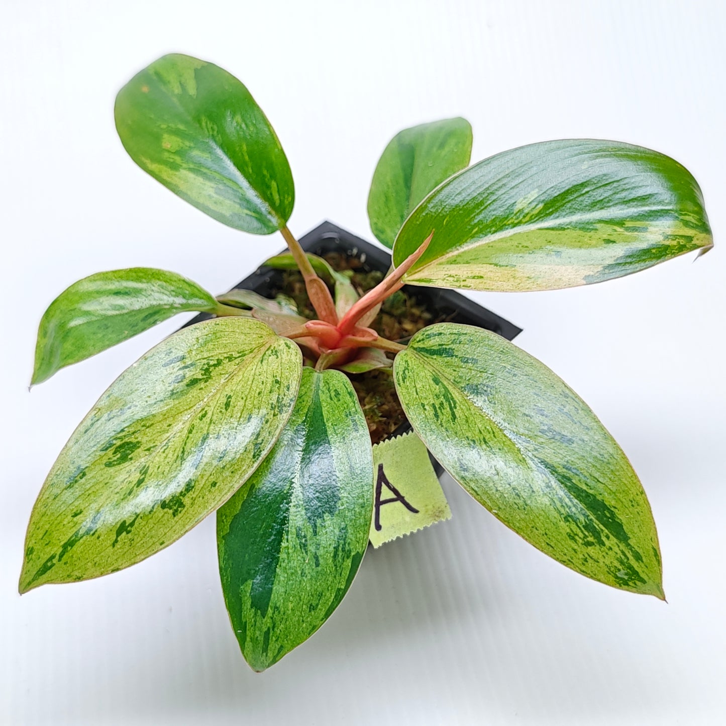 Philodendron Red Congo Mint