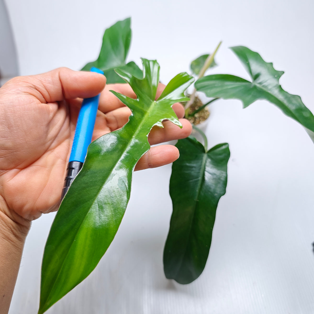 Philodendron Florida Beauty x P. mayoi Reverted