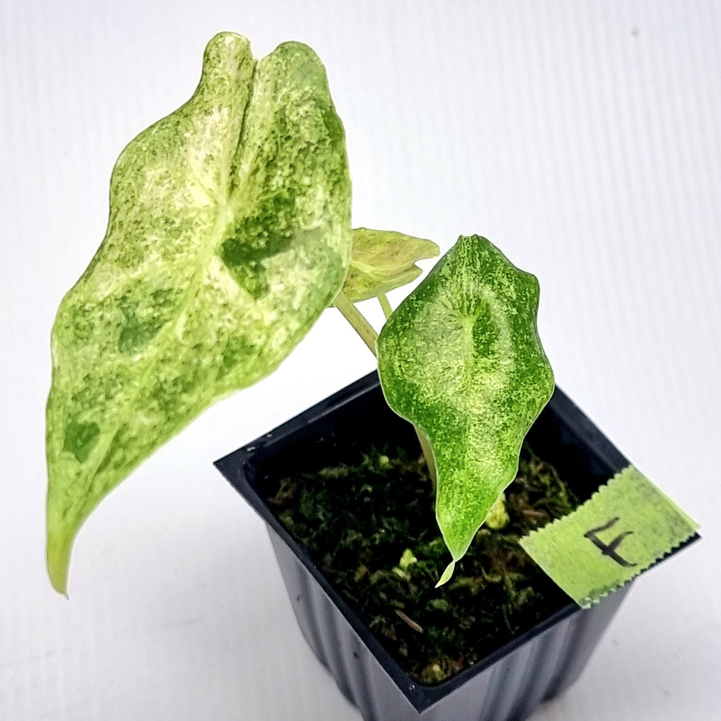 Alocasia Black Satun Stardust