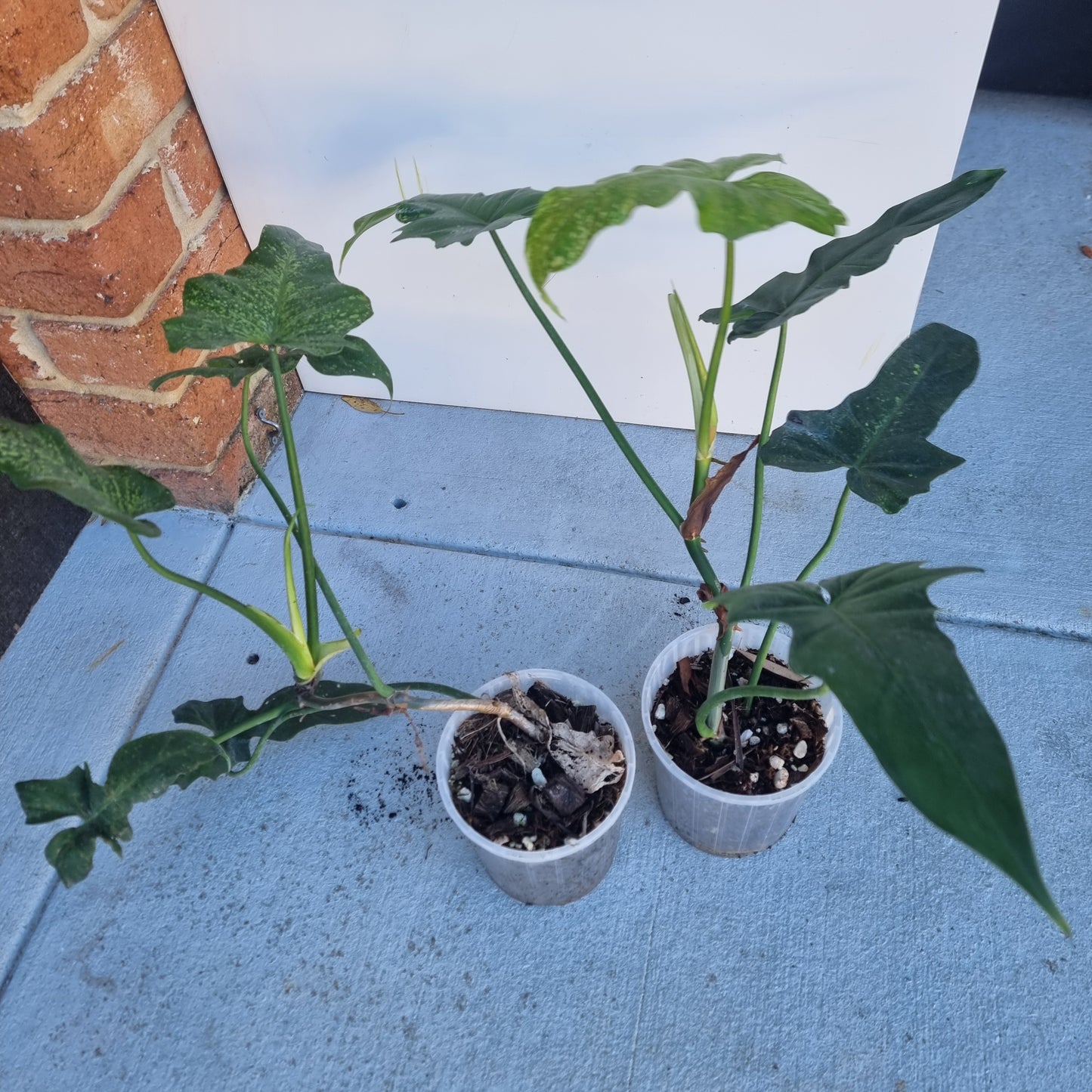 Philodendron Golden dragon 'Gold spot'