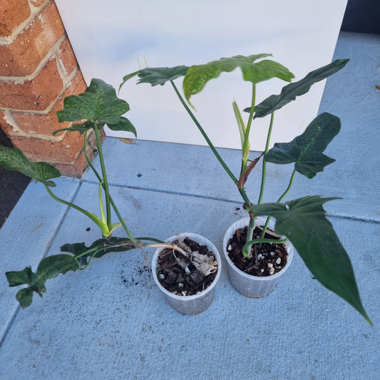 Philodendron Golden dragon 'Gold spot'
