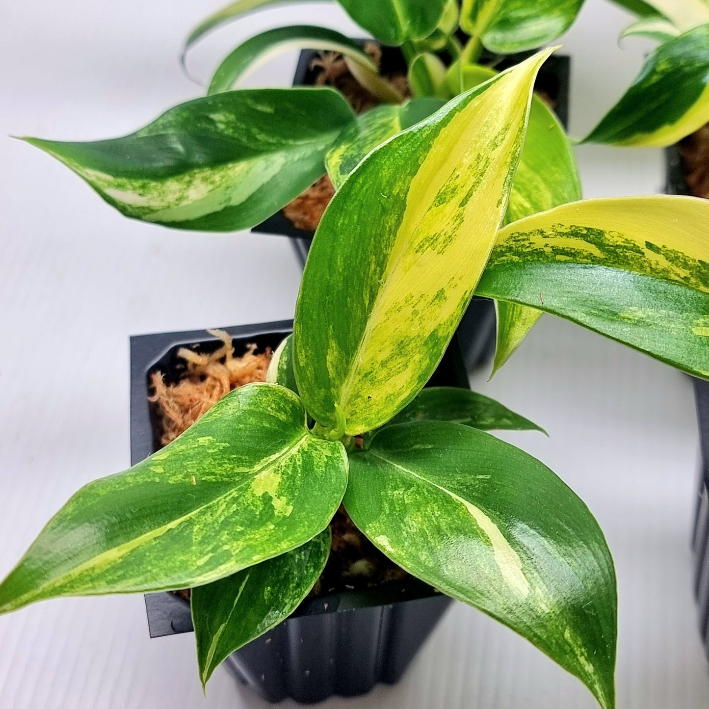 Philodendron Imperial Green Variegated