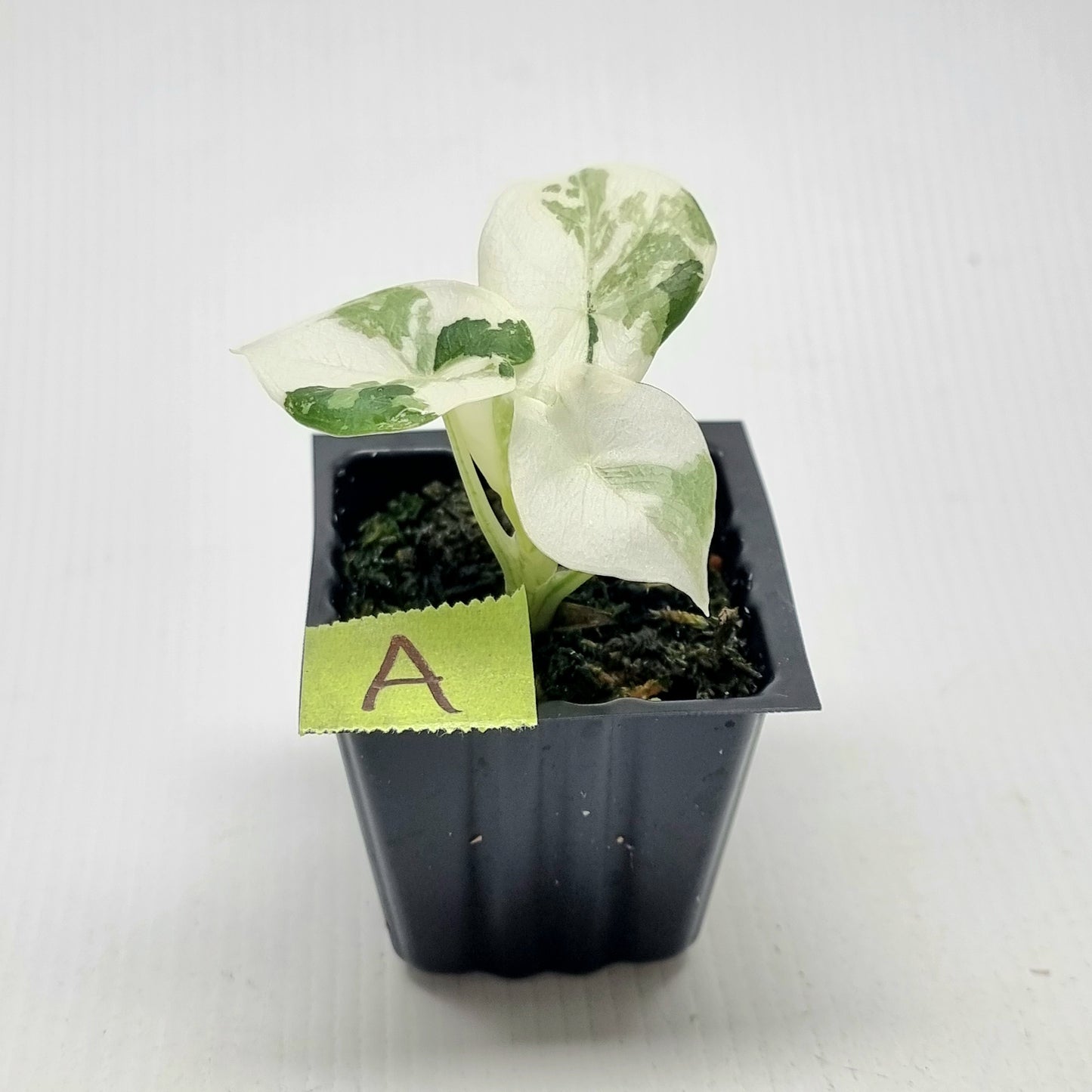 Alocasia melo Albo variegated