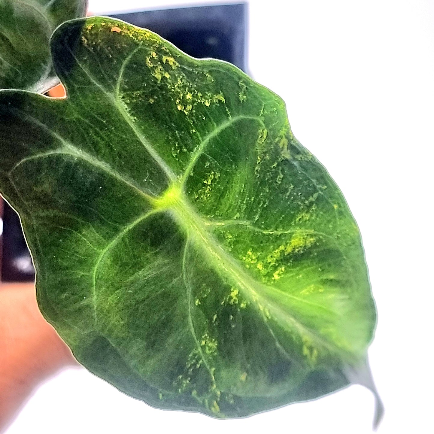 Alocasia Venom Aurea Variegated