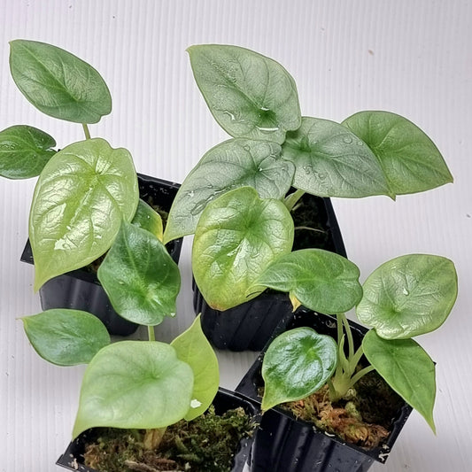 Alocasia Silver Dragon REVERTED