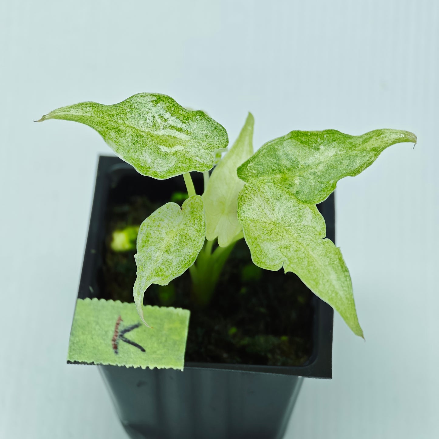 Alocasia Black Satun Stardust